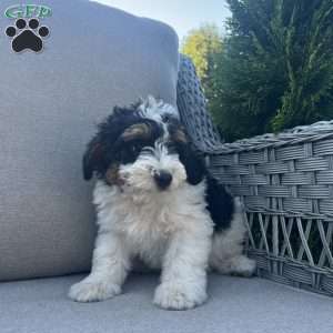 Domonic, Mini Bernedoodle Puppy