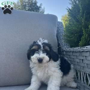Domonic, Mini Bernedoodle Puppy