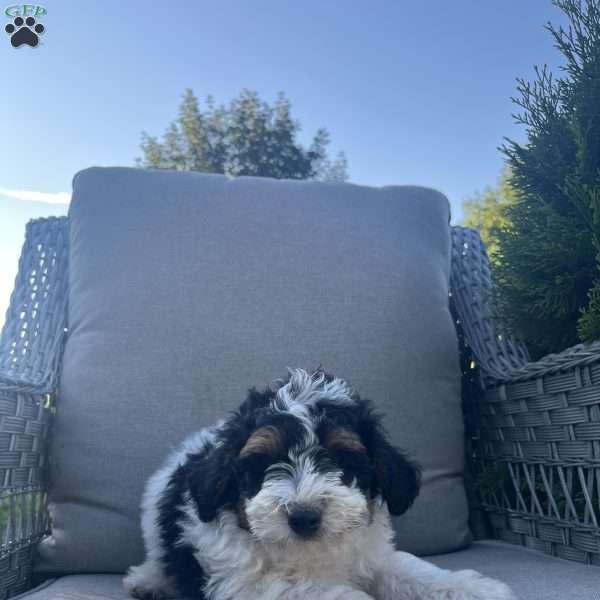 Domonic, Mini Bernedoodle Puppy