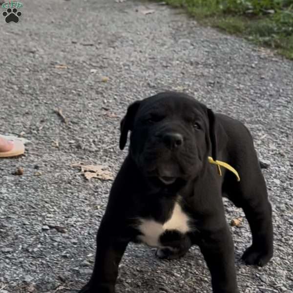 Katana, Presa Canario Puppy