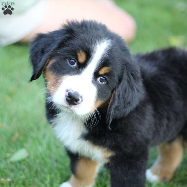 Napoleon, Bernese Mountain Dog Puppy