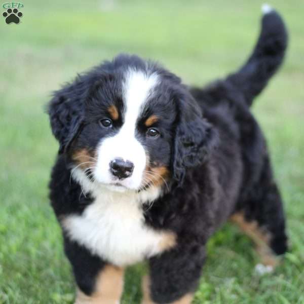 Niko, Bernese Mountain Dog Puppy