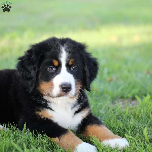 Nala, Bernese Mountain Dog Puppy
