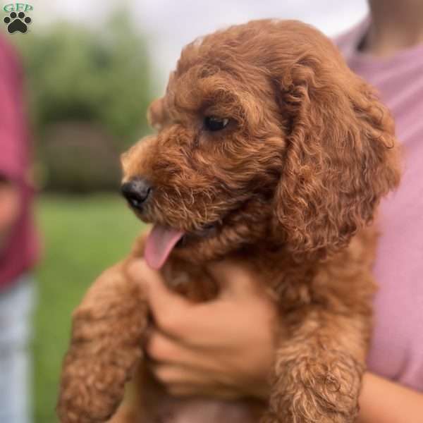 Adam, Mini Goldendoodle Puppy