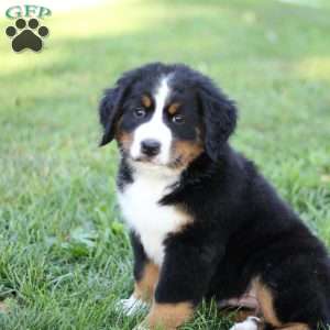 Nala, Bernese Mountain Dog Puppy