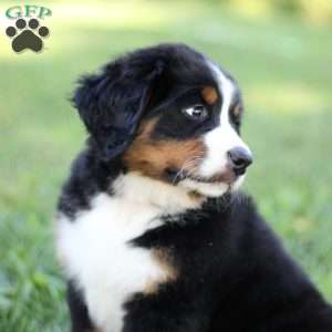 Nala, Bernese Mountain Dog Puppy