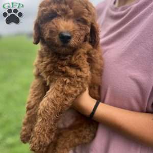 Aspire, Mini Goldendoodle Puppy