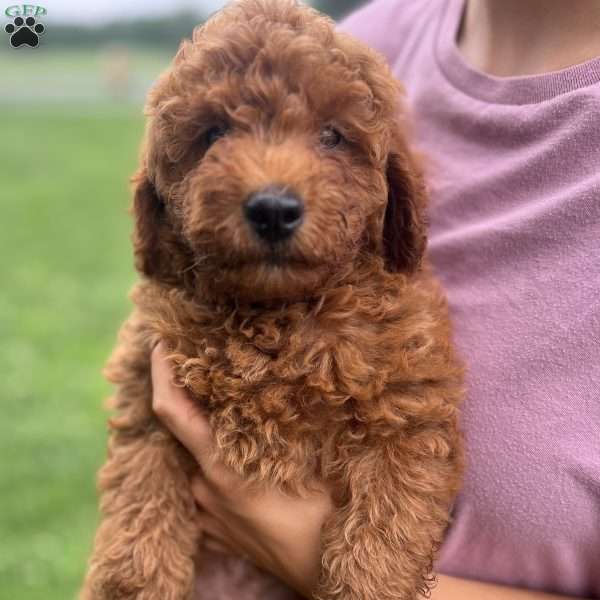 Aspire, Mini Goldendoodle Puppy