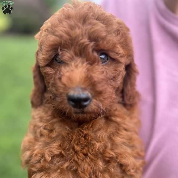 Ansel, Mini Goldendoodle Puppy