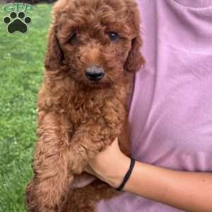 Ansel, Mini Goldendoodle Puppy