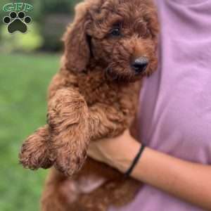 Ansel, Mini Goldendoodle Puppy