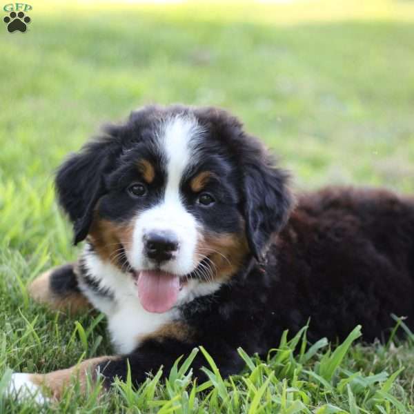 Nyx, Bernese Mountain Dog Puppy