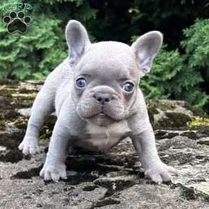 Geno, French Bulldog Puppy