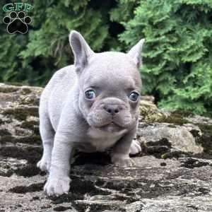 Geno, French Bulldog Puppy