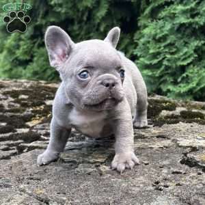 Geno, French Bulldog Puppy