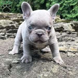 Geno, French Bulldog Puppy