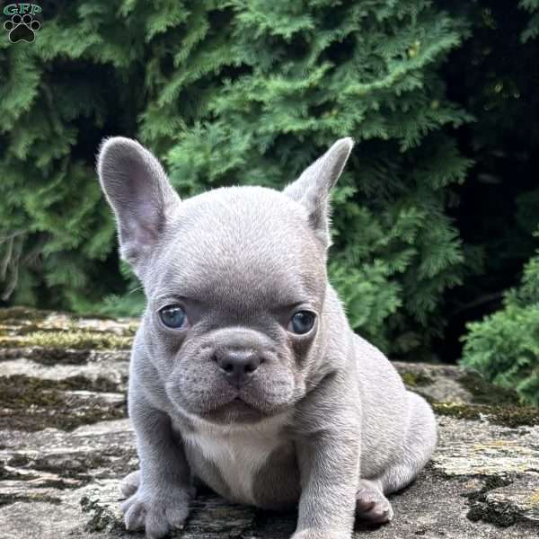 Geno, French Bulldog Puppy