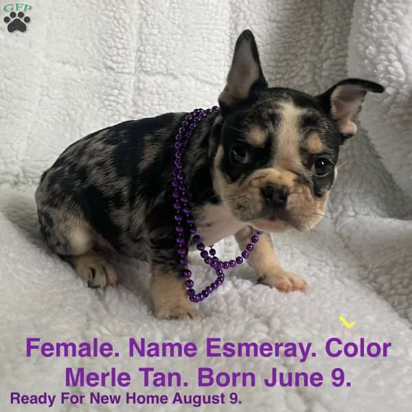Esmeray, French Bulldog Puppy