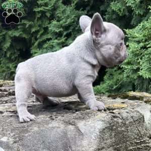 Geno, French Bulldog Puppy