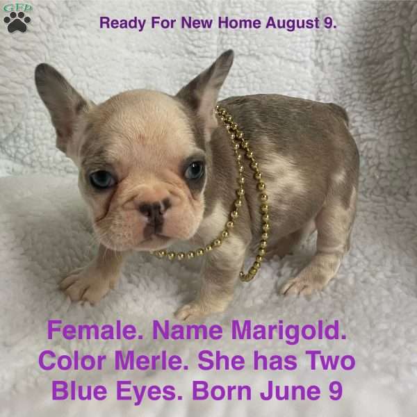 Marigold, French Bulldog Puppy