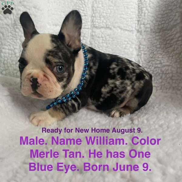 William, French Bulldog Puppy