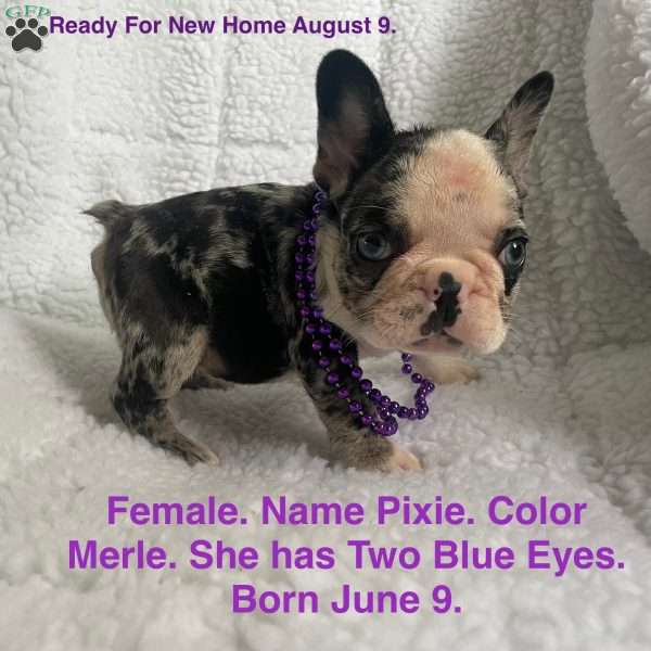 Pixie, French Bulldog Puppy
