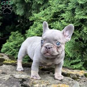 Gusto, French Bulldog Puppy