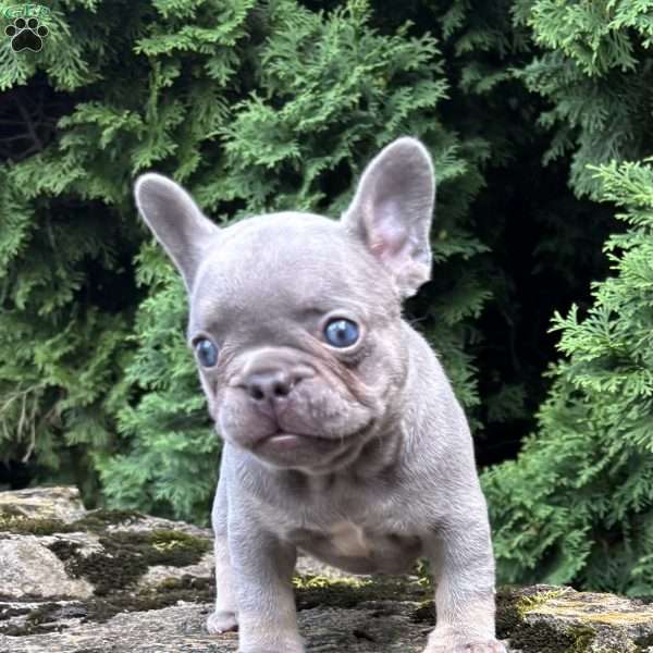 Gusto, French Bulldog Puppy