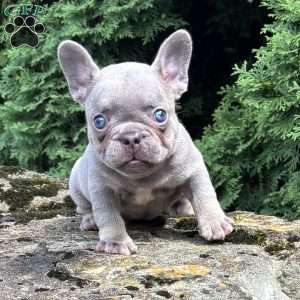 Gusto, French Bulldog Puppy