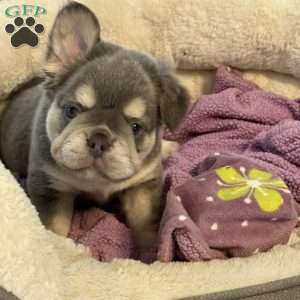 Bruno, French Bulldog Puppy