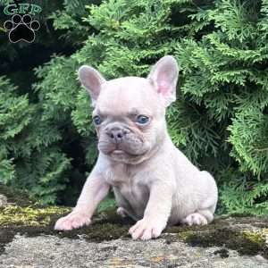 Genius, French Bulldog Puppy