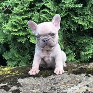Genius, French Bulldog Puppy