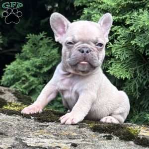 Genius, French Bulldog Puppy