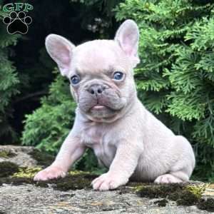 Genius, French Bulldog Puppy