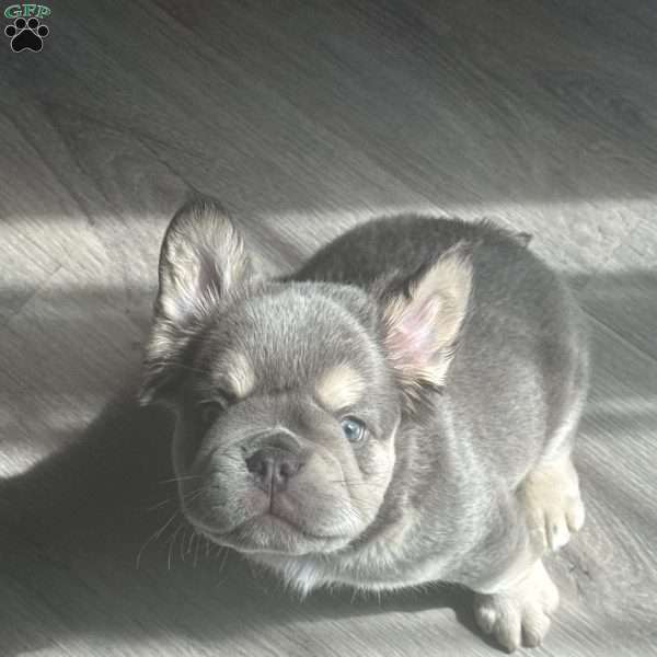 Bruno, French Bulldog Puppy