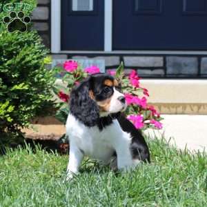 Toby, Cavalier King Charles Spaniel Puppy