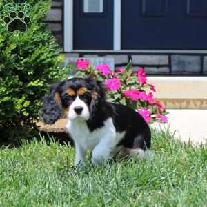 Toby, Cavalier King Charles Spaniel Puppy