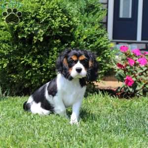 Toby, Cavalier King Charles Spaniel Puppy