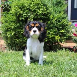 Toby, Cavalier King Charles Spaniel Puppy