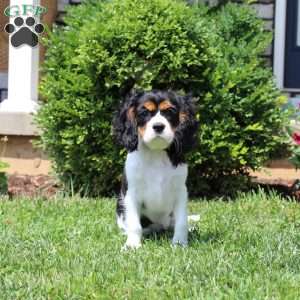Toby, Cavalier King Charles Spaniel Puppy