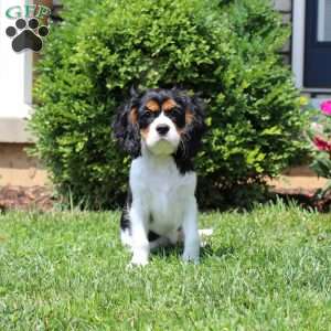 Toby, Cavalier King Charles Spaniel Puppy