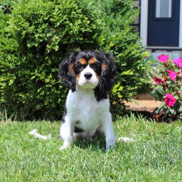 Toby, Cavalier King Charles Spaniel Puppy