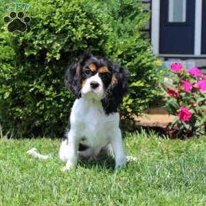 Toby, Cavalier King Charles Spaniel Puppy