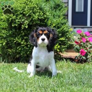 Toby, Cavalier King Charles Spaniel Puppy