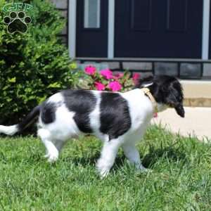 Toby, Cavalier King Charles Spaniel Puppy
