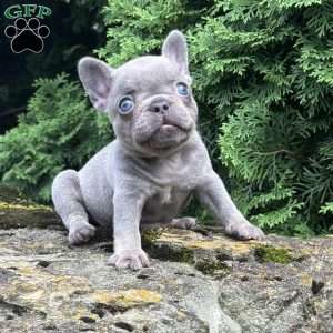 Georgia, French Bulldog Puppy