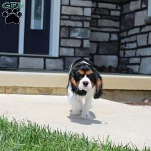 Toby, Cavalier King Charles Spaniel Puppy