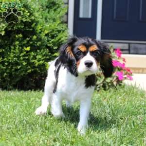 Toby, Cavalier King Charles Spaniel Puppy