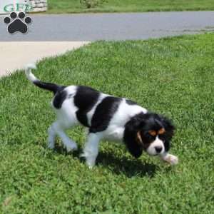 Toby, Cavalier King Charles Spaniel Puppy