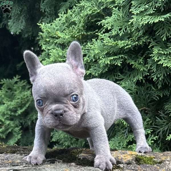 Georgia, French Bulldog Puppy